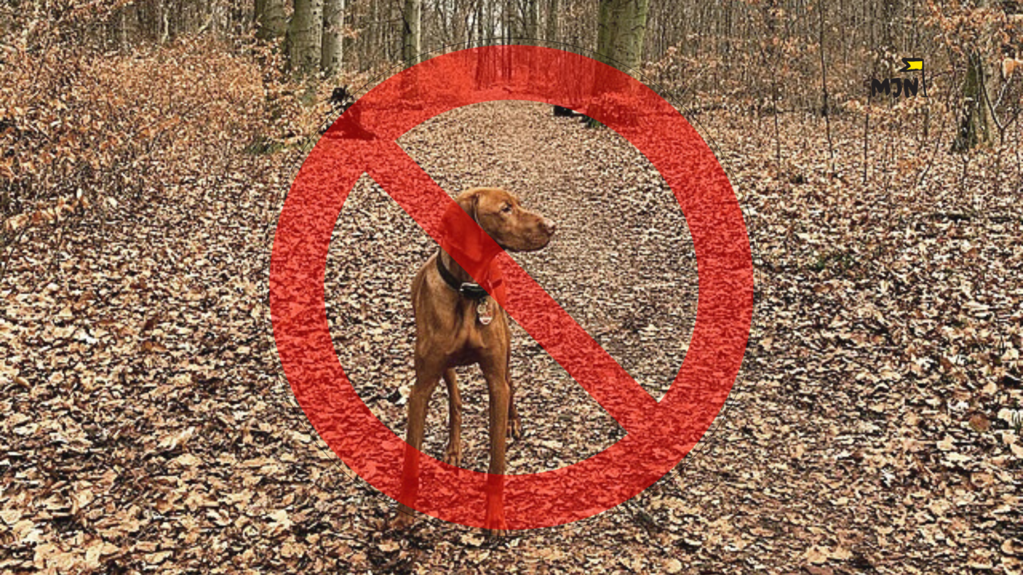 Pies w lesie – czy zawsze musi być na smyczy?