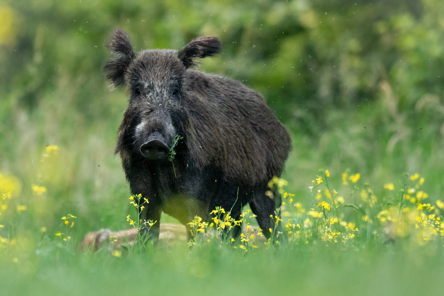Blisko 900 dzików zabitych w&nbsp;Warszawie w&nbsp;ciągu 1,5 roku.